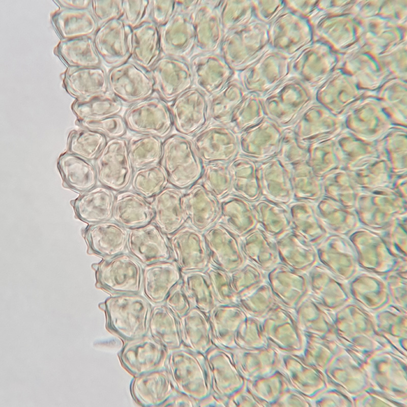 Pelekium minutulum